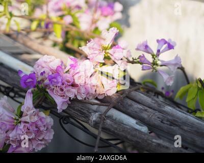 Garlic Vine Plants growing woody climbing vine with beautiful flowers, violet color nature background Stock Photo