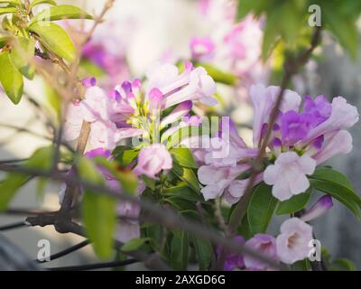 Garlic Vine Plants growing woody climbing vine with beautiful flowers, violet color nature background Stock Photo