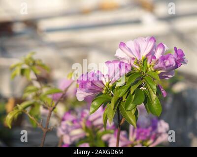 Garlic Vine Plants growing woody climbing vine with beautiful flowers, violet color nature background Stock Photo