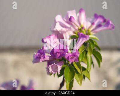 Garlic Vine Plants growing woody climbing vine with beautiful flowers, violet color nature background Stock Photo