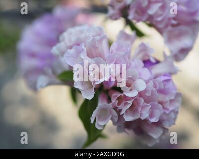 Garlic Vine Plants growing woody climbing vine with beautiful flowers, violet color nature background Stock Photo