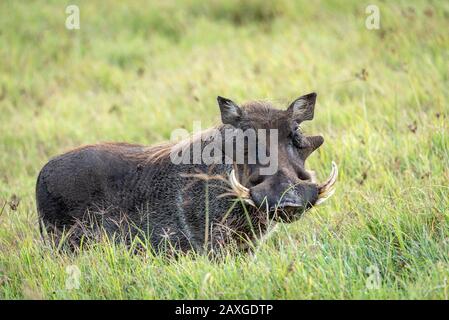 Warthog enjoying a grassy meal in the Ngorongoro Crater. Stock Photo