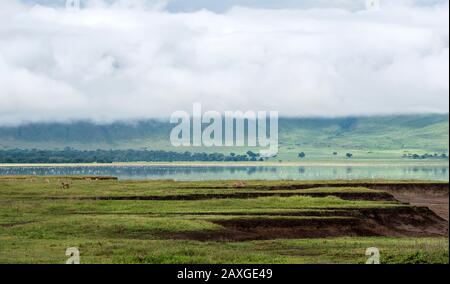 The landscape of the beautiful world heritage listed Ngorongoro Crater Conservation area. Stock Photo