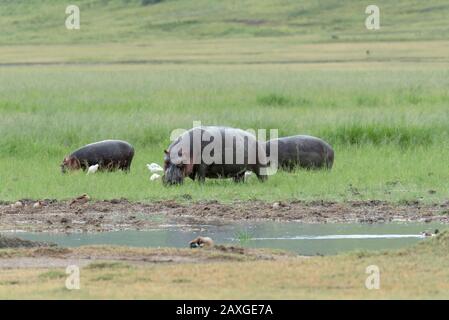 Family of Hippopotamus grazing, in the Ngorongoro Crater.