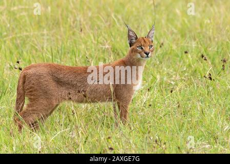 The shy and often elusive Caracal cat, spotted in the EUNSECO listed Ngorongoro Crater Conservation Area. 4 of 4 images in the series. Stock Photo