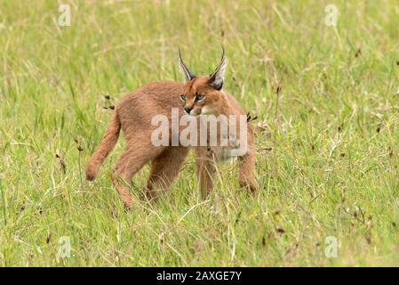 The shy and often elusive Caracal cat, spotted in the EUNSECO listed Ngorongoro Crater Conservation Area. 3 of 4 images in the series. Stock Photo