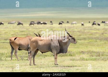 Eland antelope on the plains of the Ngorongoro crater Stock Photo