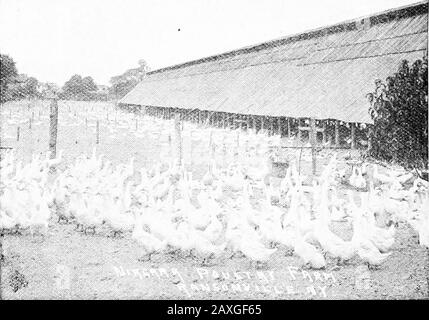 Poultry culture sanitation and hygiene . Fig. 110.—Duck nursery, commercial plant. Ducklings are subject to cramps where the quarters are toodamp, or if the birds are exposed to drafts. Their roostingquarters should be well bedded down with straw. In adultducks 2 square feet are allowed for roosting space. The duck houses should not be too close to the water asthey may become too wet, and cramps in the breeding stock :U2 POULTRY CULTURE rosuK. The house should be on a high dry ground and theground slope from the building. The floor must be dry. Young ducks are usually dressed and marketed at a Stock Photo