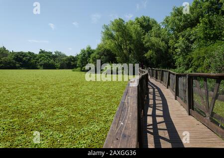 Lagoon of the ecological reserve of Vicente Lopez, Buenos Aires, covered with vegetation: water fern, azolla filiculoides, salviniaceae and pistia; a Stock Photo