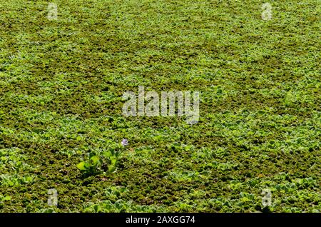 Lagoon surface completely covered by aquatic plants, one of them flowered, ecological reserve of Vicente Lopez, Buenos Aires, Argentina. Water fern, a Stock Photo
