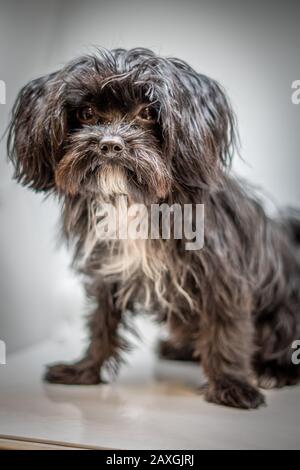 a cute black Bolonka Svetna dog looks directly into the camera Stock Photo