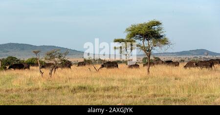 African Buffalo herd, one of the big 5 of safari Stock Photo
