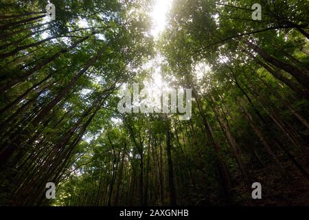 Mahogany Man-Made Forest in Bilar, Bohol, Philippines. Sun rays shine through canopy Stock Photo