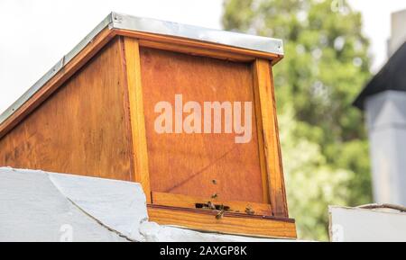 Beehives in city rooftops - a beehive on a residential rooftop image in horizontal format Stock Photo