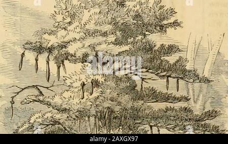 American Agriculturist, for the farm, garden and household . ,.—MANGROVE FRUIT.. American Agriculturist, for the farm, garden and household . ,.—MANGROVE FRUIT..