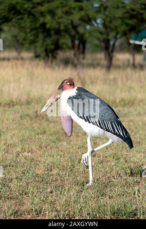 Storks Game Marabou stork standing on one leg in the dry savannah grass, Chobe ...