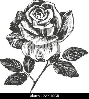 flower rose with leaves, hand drawn vector illustration realistic sketch isolated on white background. Stock Vector