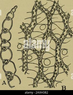 LMs of living cells showing chloroplasts. Fig. 1. Girdle view of single