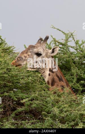 Close up of Masai Giraffe in Acacia tree Stock Photo