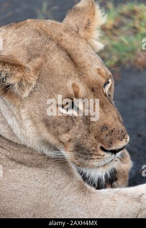So close with this Lioness on safari, such majestic animals Stock Photo