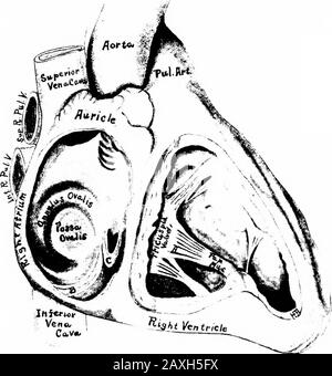 Interventricular septum and septal papillary muscles 3d illustration ...