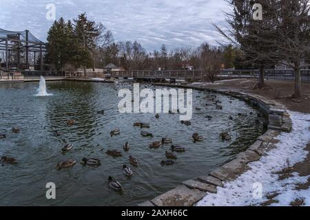 SYRACUSE, NEW YORK - FEB 05, 2020: Landscape View of Rosamond Gifford Zoo or as Locally Known (Syracuse Zoo) Ducks Pool after the Entrance. Stock Photo