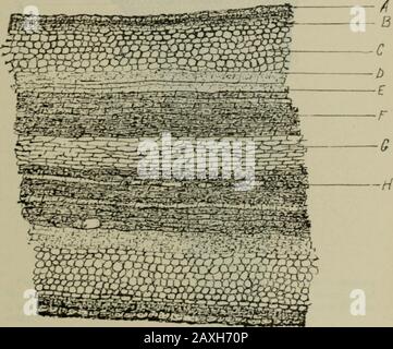 American journal of pharmacy . t. Fig. 5, longitudinal-radial section ...