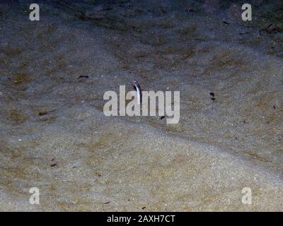 Brown Garden Eels (Heteroconger longissimus) Stock Photo