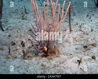 A Flamingo Tongue (Cyphoma gibbosum) Stock Photo