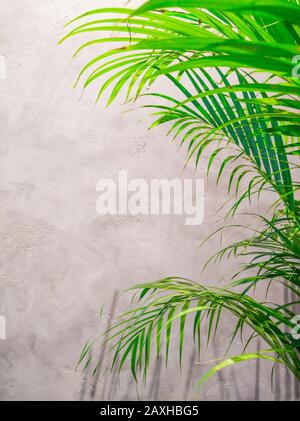Summer tropical travel concept. Shadows of the palm trees on grey background. Stock Photo
