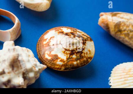 Close up of beautiful white sea shell. Summer time concept with sea shells on classic blue color background. 2020 color trend. Stock Photo