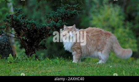 A big and strong norwegian forest cat male standing outdoors in summer Stock Photo
