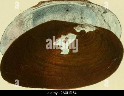 Die Land und Susswasser Mollusken von Java . Stock Photo