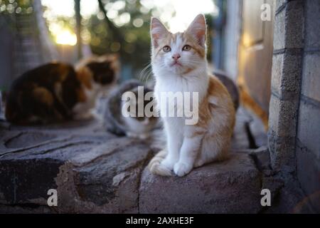 Young fluffy kitten relaxes in the doorstep at sunset Stock Photo