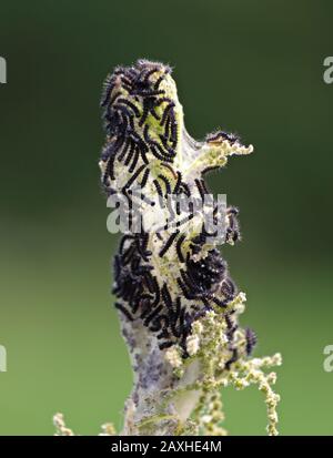 Caterpillars of a peacock butterfly feeding in a stinging nettle Stock Photo
