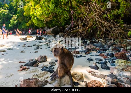 Monkey Island,Phuket/Thailand-16December2019: Monkey sitting on a rock on the beach at this popular tourist excursion stop with lush green vegetation