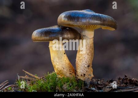 Hygrophorus hypothejus, two specimens that grow in the forest floor. Leon, Spain Stock Photo