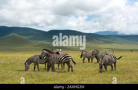 Zebra herd in the Ngorongoro Crater