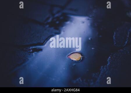 Dark blue puddle with yellow leaf in water. Stock Photo