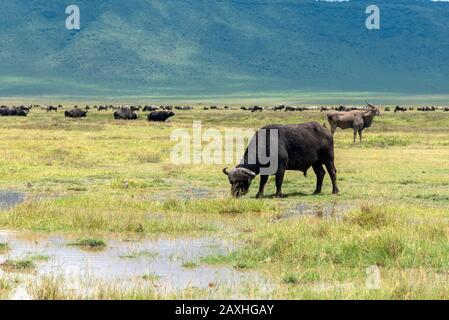 African Buffalo grazing on the plains of the Ngorongoro Crater Stock Photo