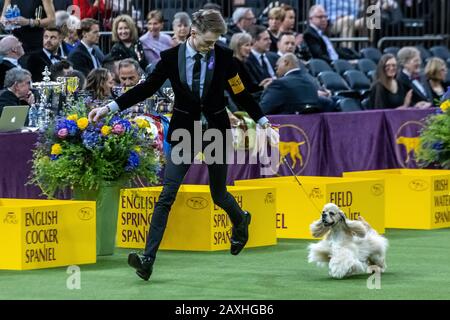 New York, USA. 11th Feb, 2020. Junior Handler Johnathon Wehry keeps his eyes on his Cocker Spaniel during the Junior Showmanship finals at the 144th Westminster Kennel Club Dog show in New York city's Madison Square Garden.  Wehry won the Jr Handler title with his dog, formally named GCHS CH Canei Siloet's Gold Coast Legacy . Credit:  Enrique Shore/Alamy Live News Stock Photo