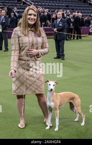 Westminster whippet hot sale