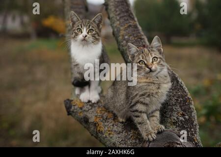 Two cute kittens sitting on a tree branch. Lovely young cats in nature. Stock Photo