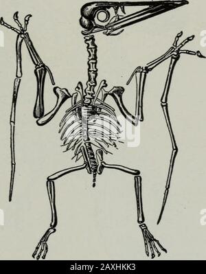 Geology . Fig. 376.—A pterodactyl, Pterodactylus spectabilis, from