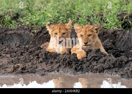 Lions cubs playing in the mud of the Serengeti Stock Photo