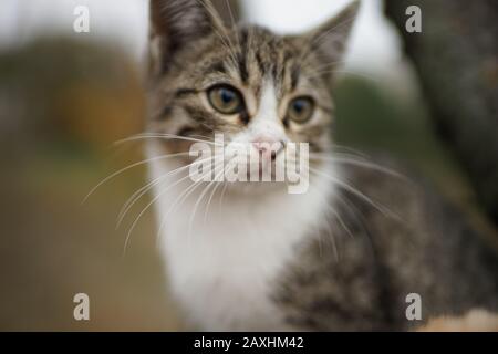 Cute kitten closeup portrait. Lovely young cat in nature. Stock Photo