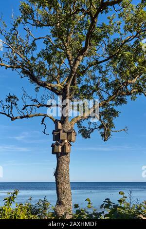 Beautiful shot of birdhouses on a tree of Baltic sea coast in Nexo, Bornholm island, Denmark Stock Photo
