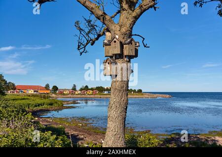 Beautiful shot of birdhouses on a tree of Baltic sea coast in Nexo, Bornholm island, Denmark Stock Photo