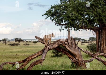 Lioness on this dead tree looking out over the African plains Stock Photo