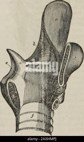 Human physiology : designed for colleges and the higher classes in schools and for general reading . llow, if contracted would bring the arytenoid cartilagesnearer together, and so diminish the opening between the vocalmembranes which are fastened to these pillars. The muscle, b,and its fellow, on the other hand, when they act, so draw uponthe outer edges of the arytenoid cartilages as to separate thesecartilages from each other, and therefore enlarge the openingsbetween the ligaments. There are other muscles not seen inthe figure, that alter the size of the orifice between the vocalligaments Stock Photo